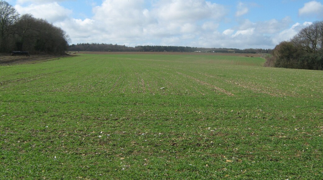 Field beside Railway Hills Millfield Shaw is on the right. Red Gate Shaw is on the left. Covert Wood is in the background.