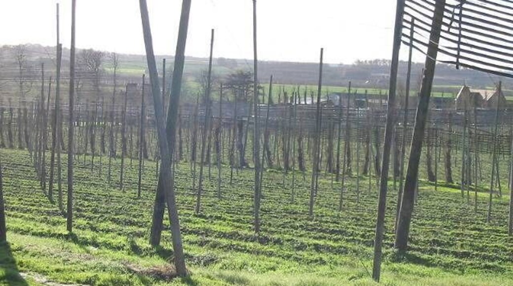 View across the hop fields Great Peddings farm in background