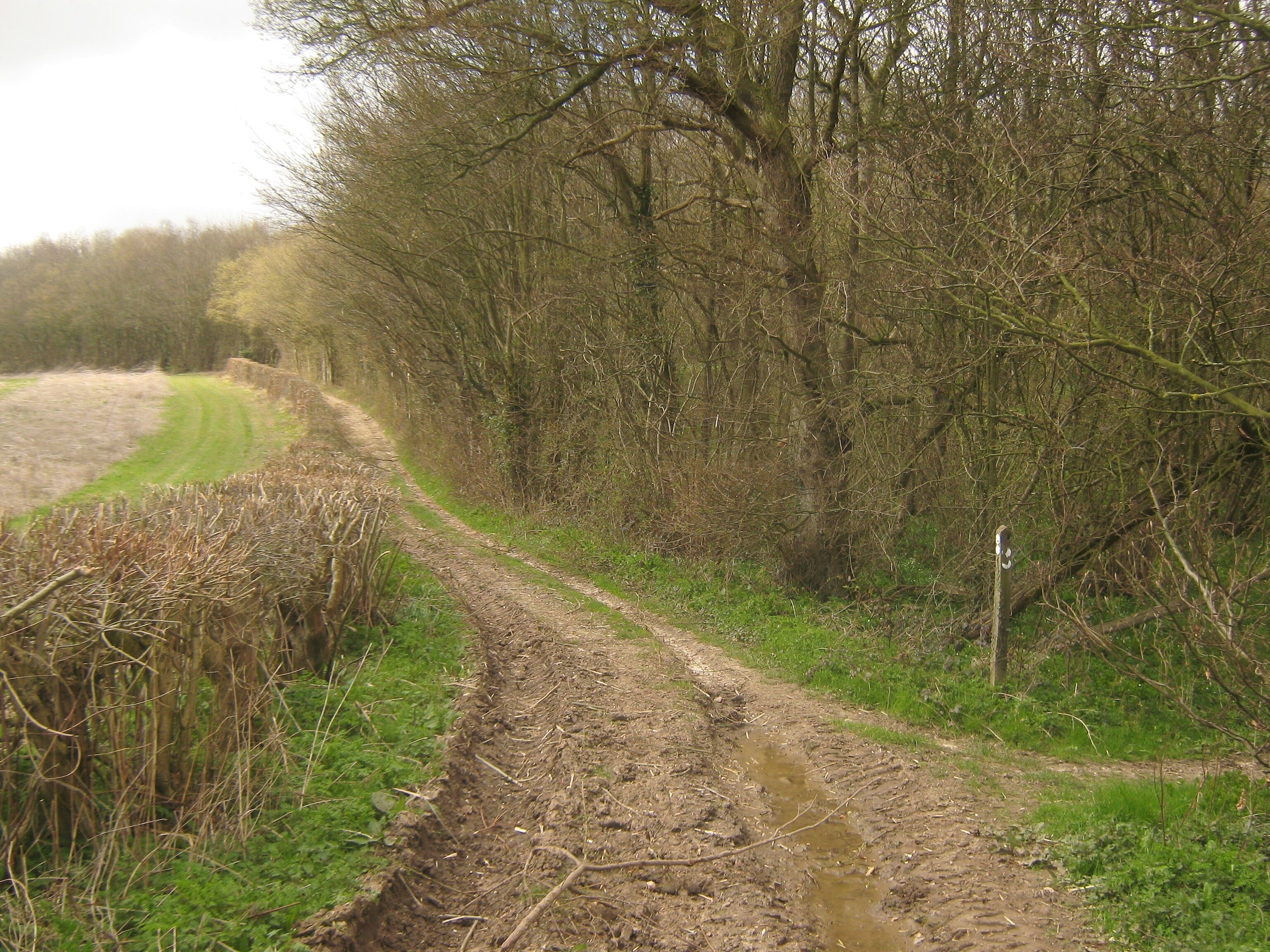 Bridleway junction near Cobsdane Wood A bridleway from Hardres Court Road near Stockfield Wood, leads toward Cobsdane Wood (on the right) and towards Stone Street. Another bridleway from Hardres Court Road near School Lane joins here.