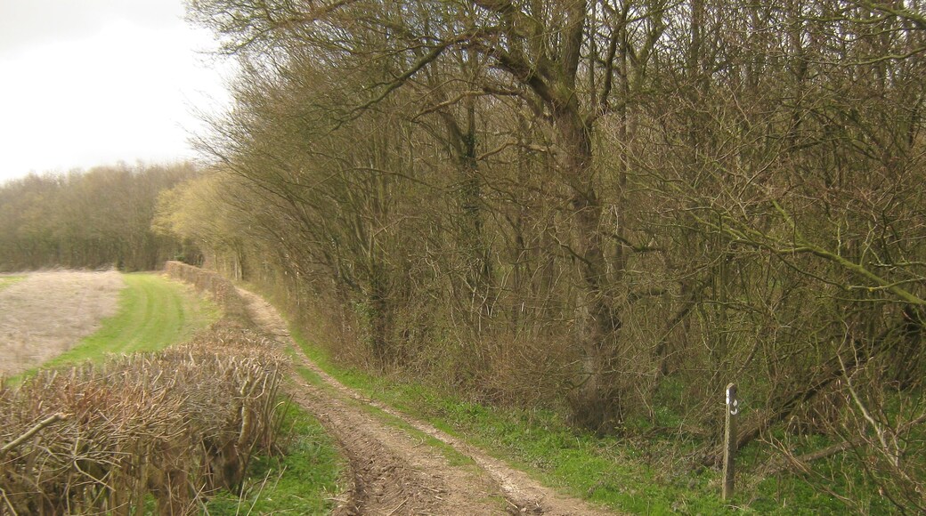 Bridleway junction near Cobsdane Wood A bridleway from Hardres Court Road near Stockfield Wood, leads toward Cobsdane Wood (on the right) and towards Stone Street. Another bridleway from Hardres Court Road near School Lane joins here.