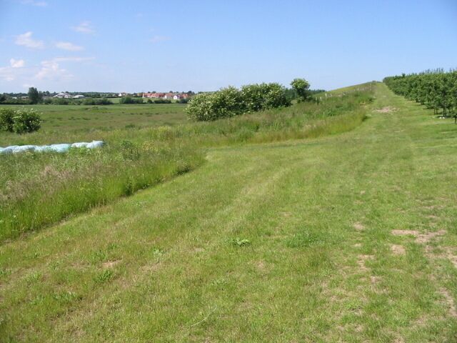 Looking W towards Wingham along edge of orchard