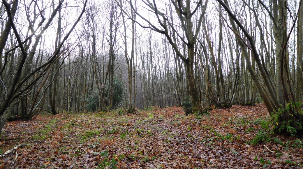 Denstead Wood is part of South Blean nature reserve, west of Canterbury in Kent. It is managed by the Kent Wildlife Trust.