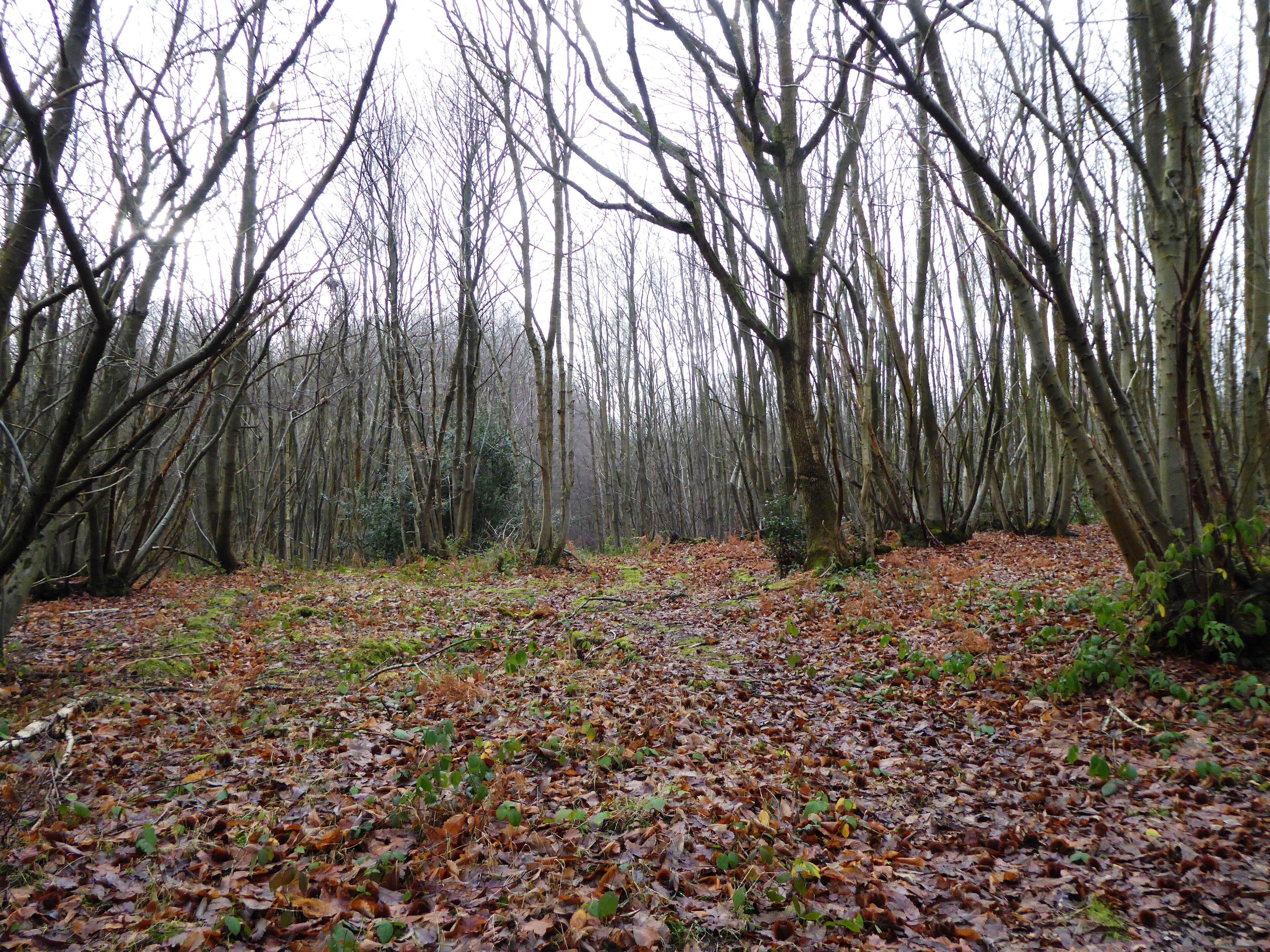A forest with leaf-covered ground and tall, leafless trees.