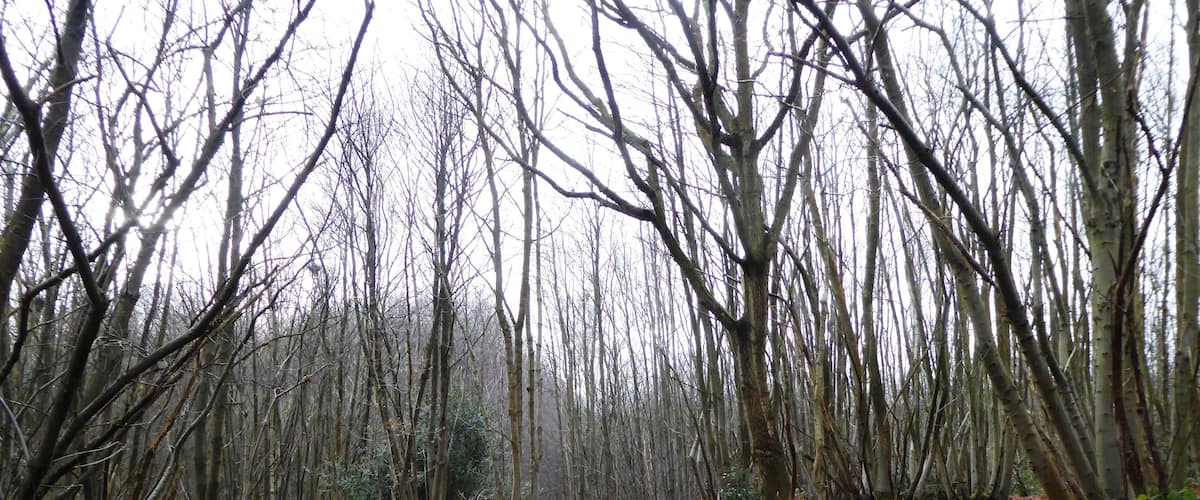 A forest with leaf-covered ground and tall, leafless trees.