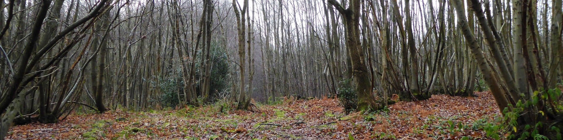 A forest with leaf-covered ground and tall, leafless trees.