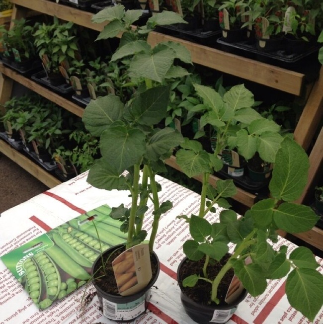 Any guesses what did after work