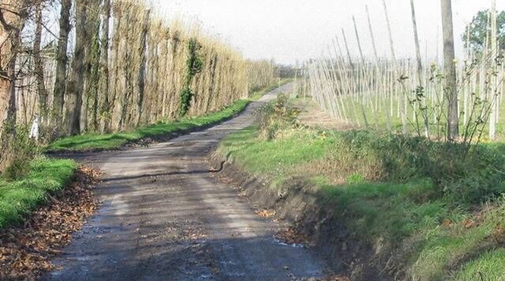 Looking N along Pedding Lane