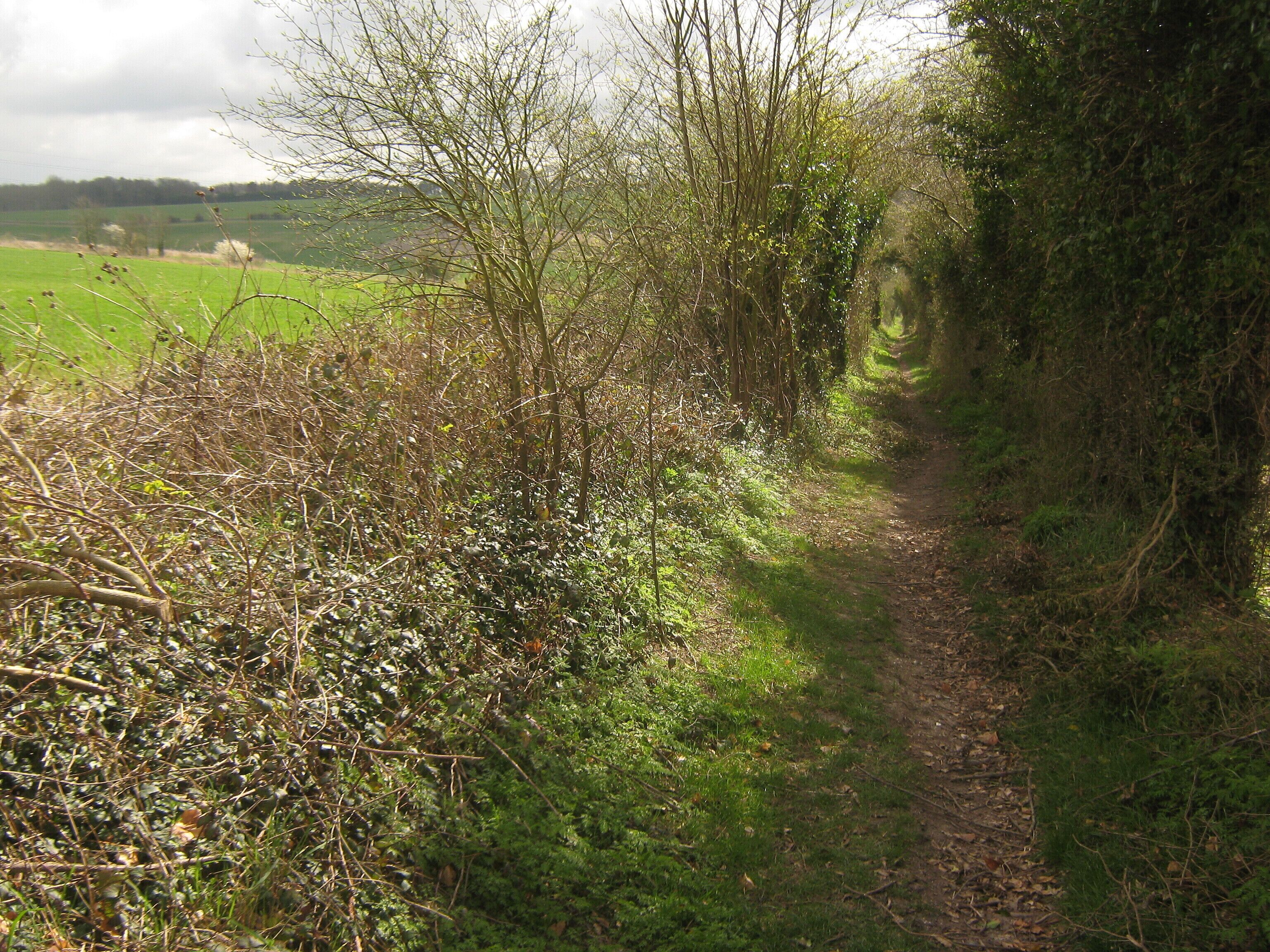 Byway to Chartham Downs This track leads from Cockering Road, past Larkey Valley Wood towards Beech Avenue and Chartham Downs Road.