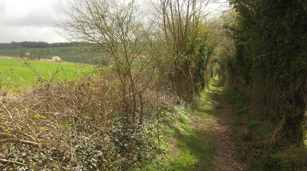 Byway to Chartham Downs This track leads from Cockering Road, past Larkey Valley Wood towards Beech Avenue and Chartham Downs Road.