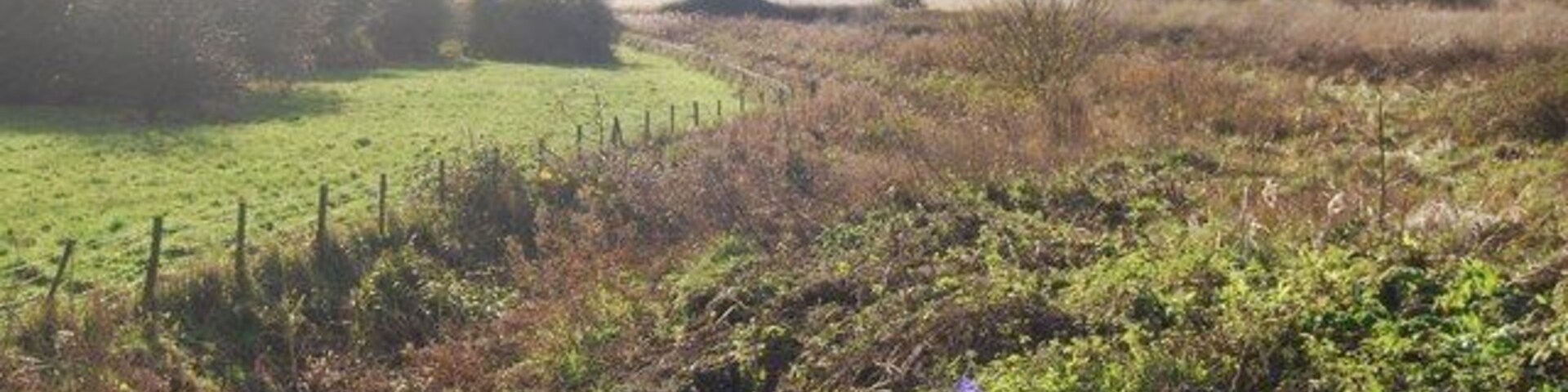A rural landscape with a fenced field, dense shrubbery, and a distant hill.