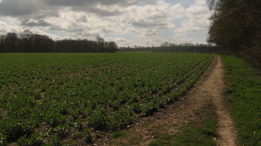 Bridleway beside Park Wood A track leads from Watery Lane past Little Swarling towards the wood, and then onwards towards Garlinge Green Road.