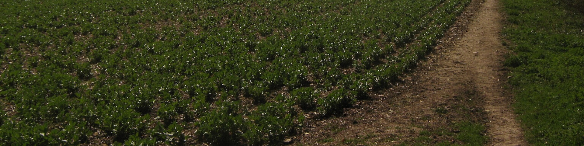 Bridleway beside Park Wood A track leads from Watery Lane past Little Swarling towards the wood, and then onwards towards Garlinge Green Road.