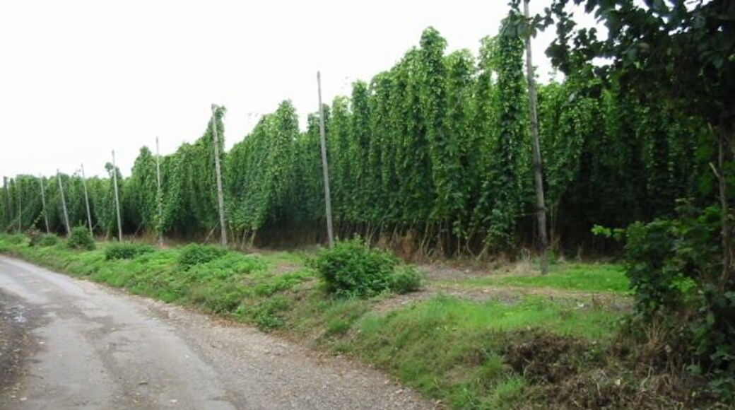 Hop field on Pedding Lane. A similar view to 628912 now with the hops practically fully grown.