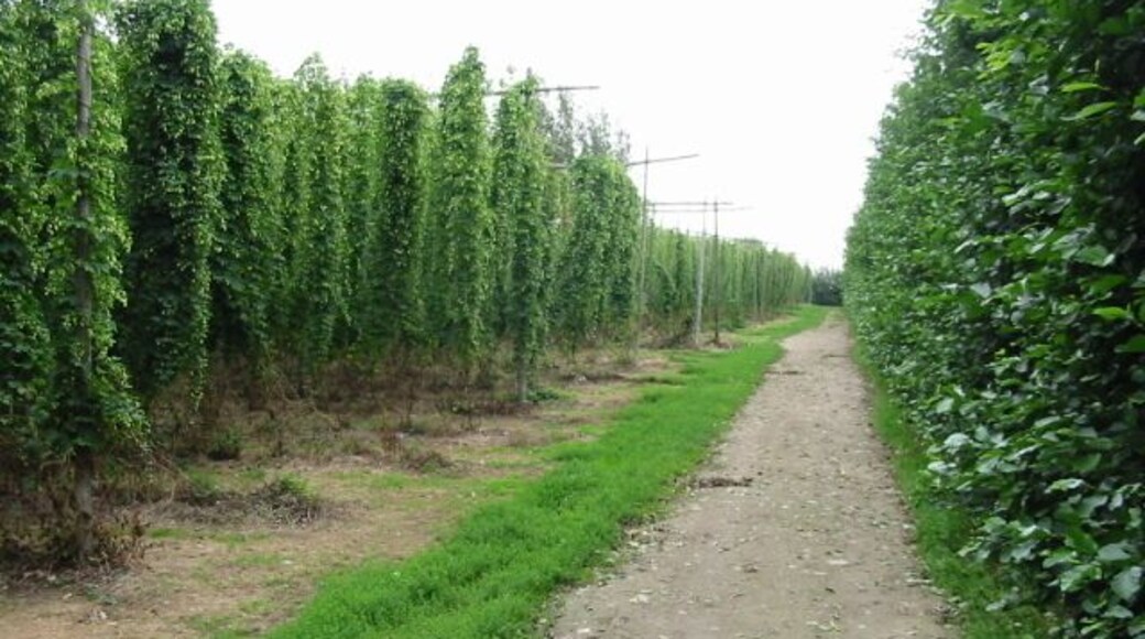 Looking E along footpath from Pedding Lane to Durlock Road