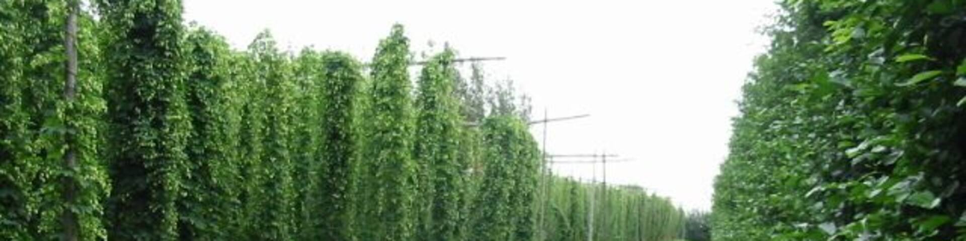 Looking E along footpath from Pedding Lane to Durlock Road