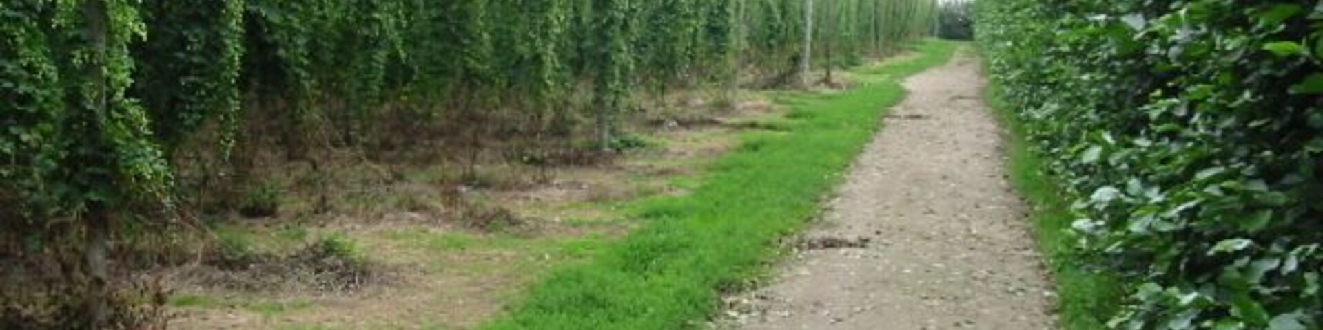Looking E along footpath from Pedding Lane to Durlock Road