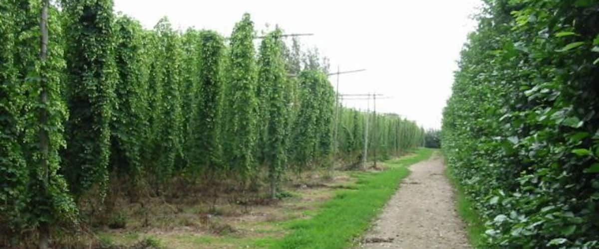 A dirt path flanked by rows of tall, green plants, likely a hop field.