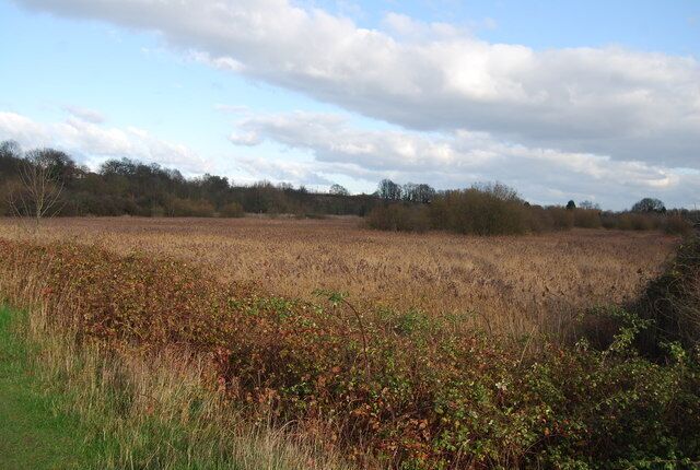 Reeds by the Great Stour