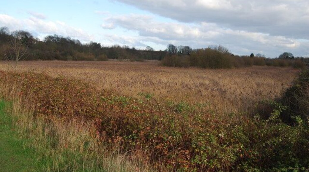 Reeds by the Great Stour