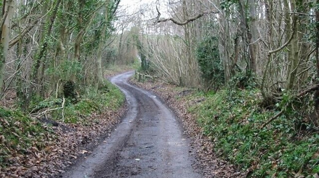 Pond Lane in Well Wood