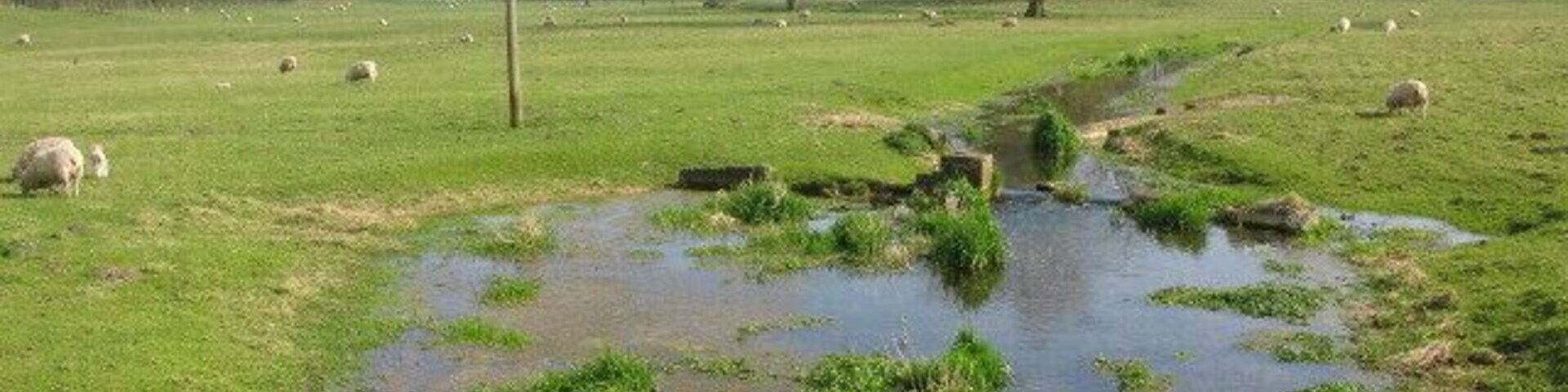 Looking S along the Nailbourne in Bourne Park