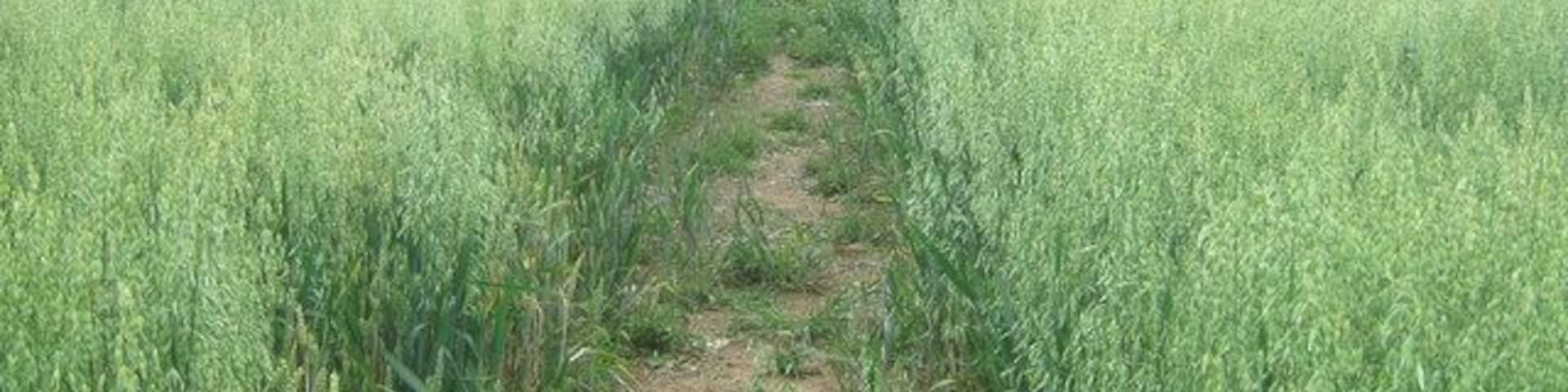 Footpath to A252 Canterbury Road This path leads from Church Road, near Molash Church to the main road, near Molash War Memorial and village hall.