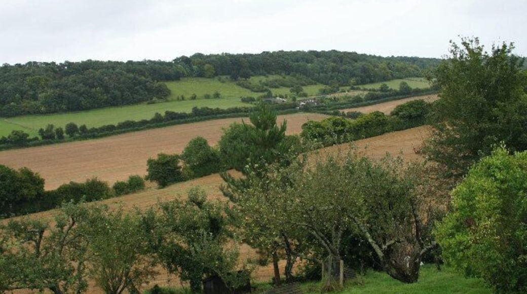 Sutton Hook Wood. looking from Ansdore Kent