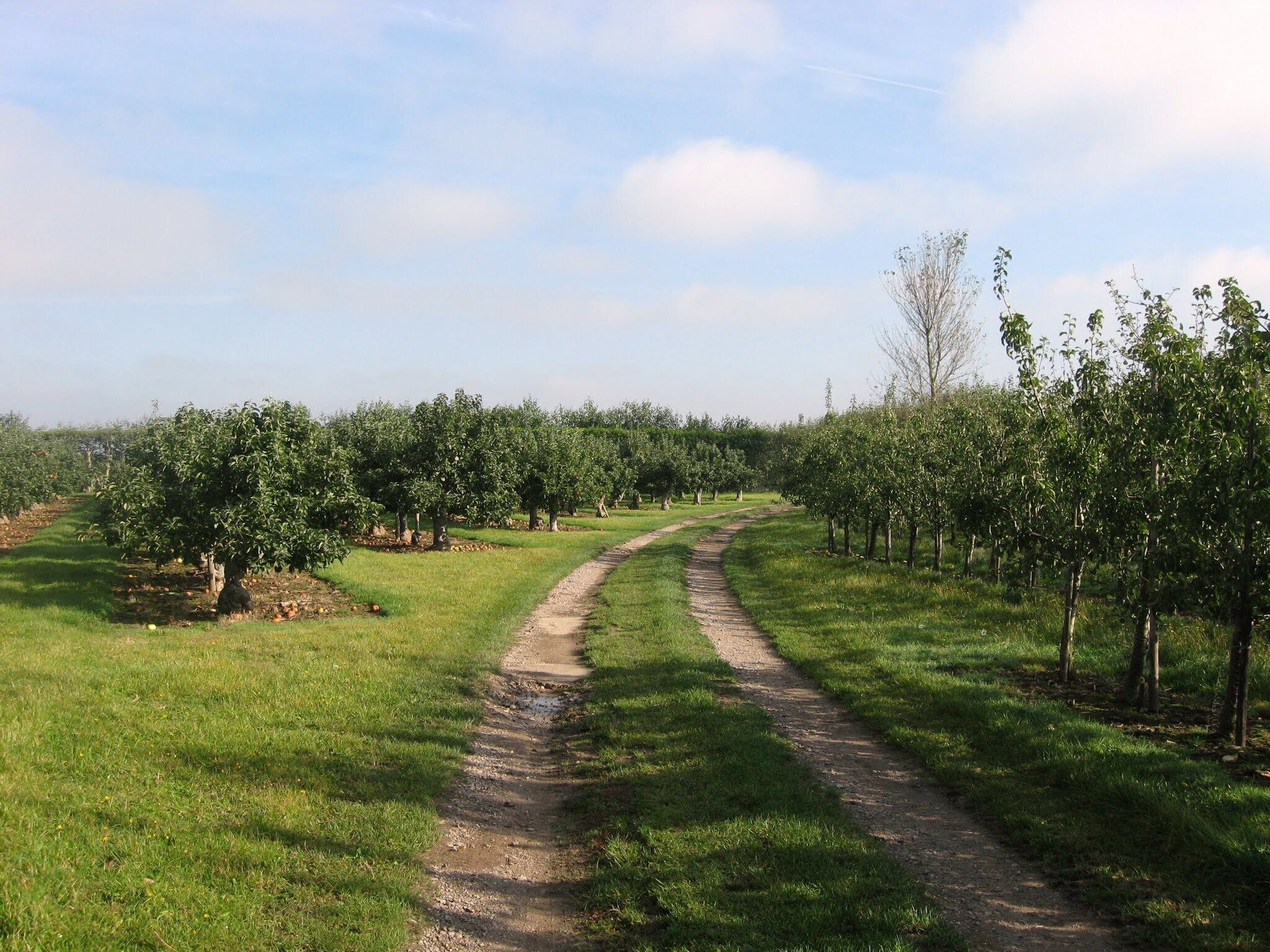 Perry, near Wingham. Kent, England