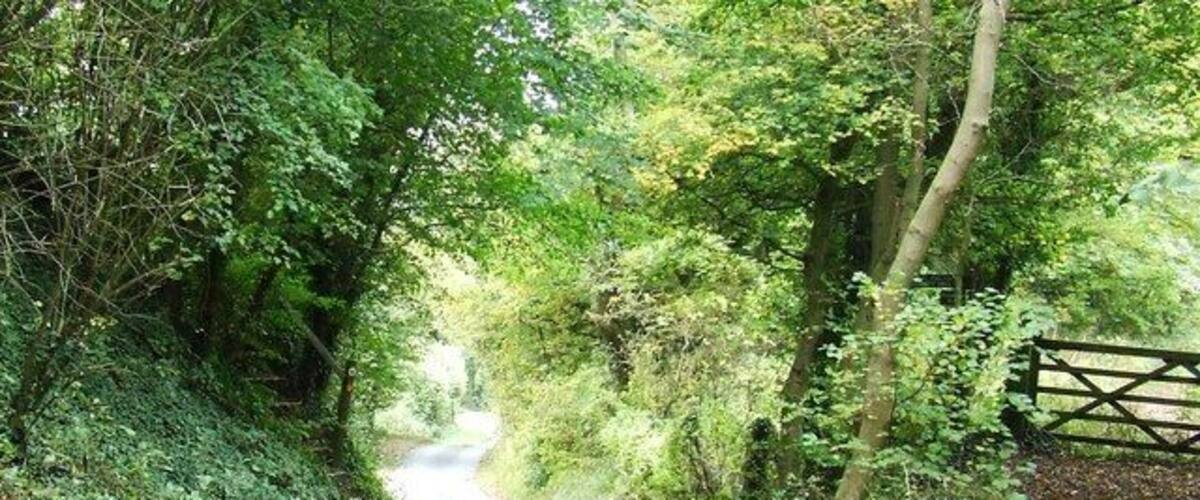 A narrow country road flanked by dense trees and a wooden gate.