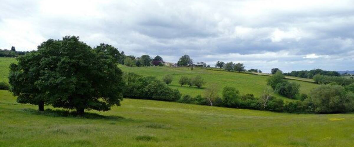 A green field with a large tree and rolling hills in the background.