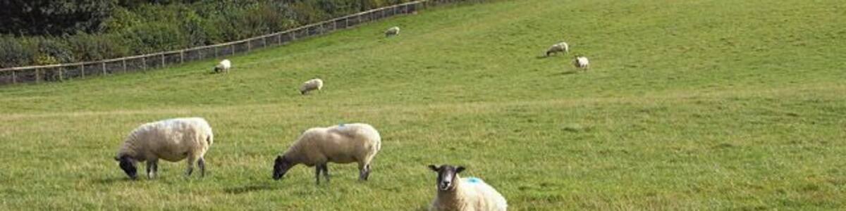 Pasture, Withington Sheep grazing south of Thorndale Farm.