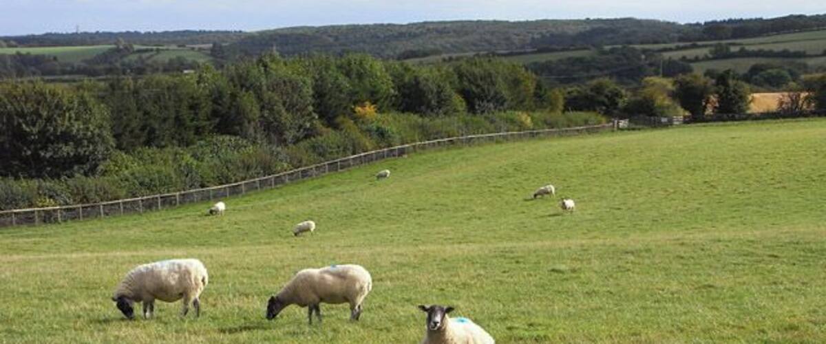 Pasture, Withington Sheep grazing south of Thorndale Farm.