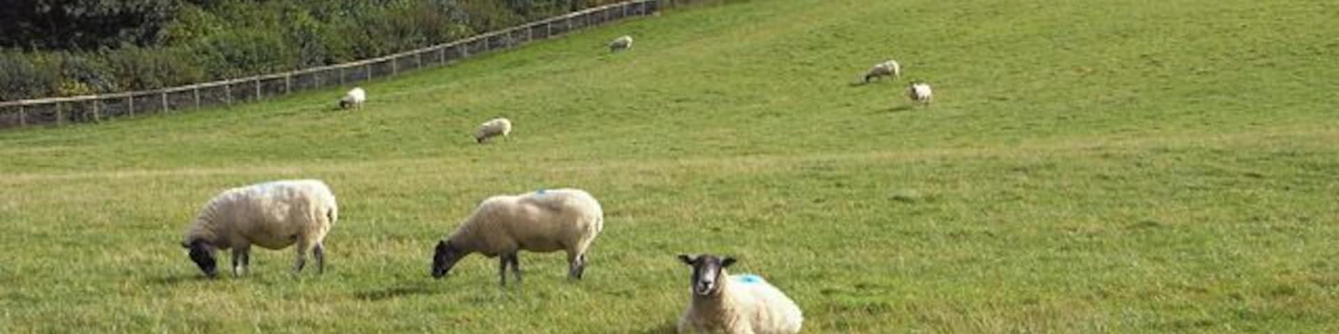 Pasture, Withington Sheep grazing south of Thorndale Farm.