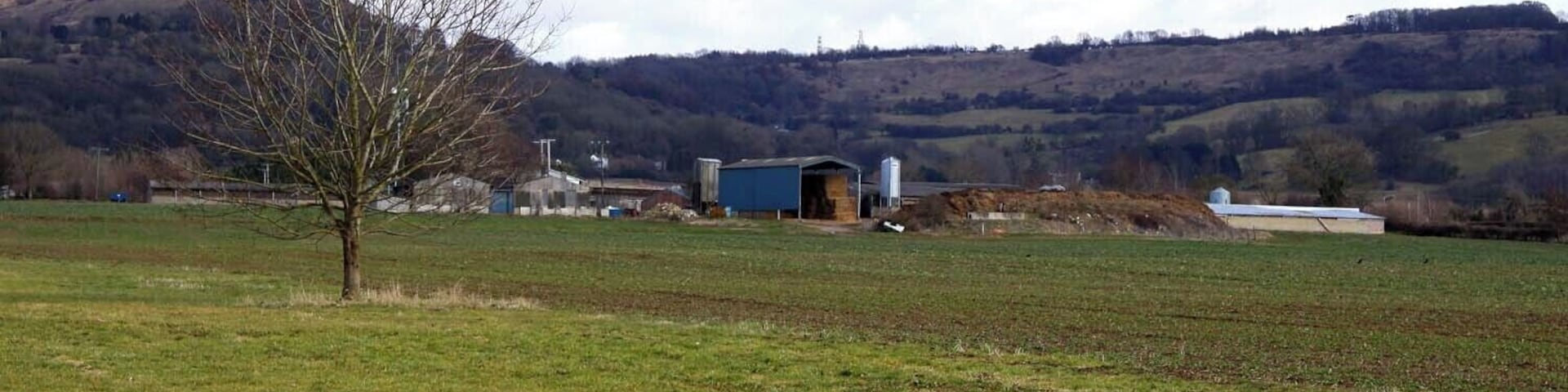A rural landscape with a clear sky, a leafless tree, and a blue building in the distance.