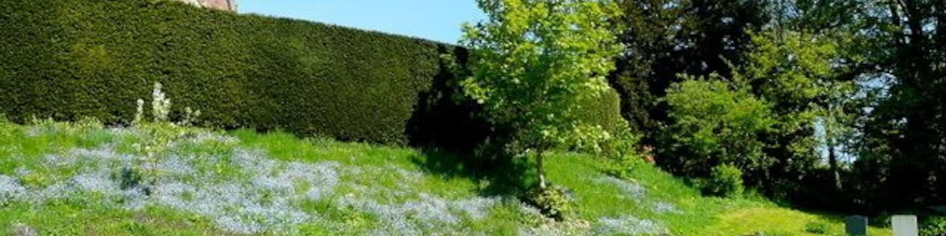 St. Martin's church, Woolstone - churchyard A fine spring display of Forget-me-not, Myosotis sp.