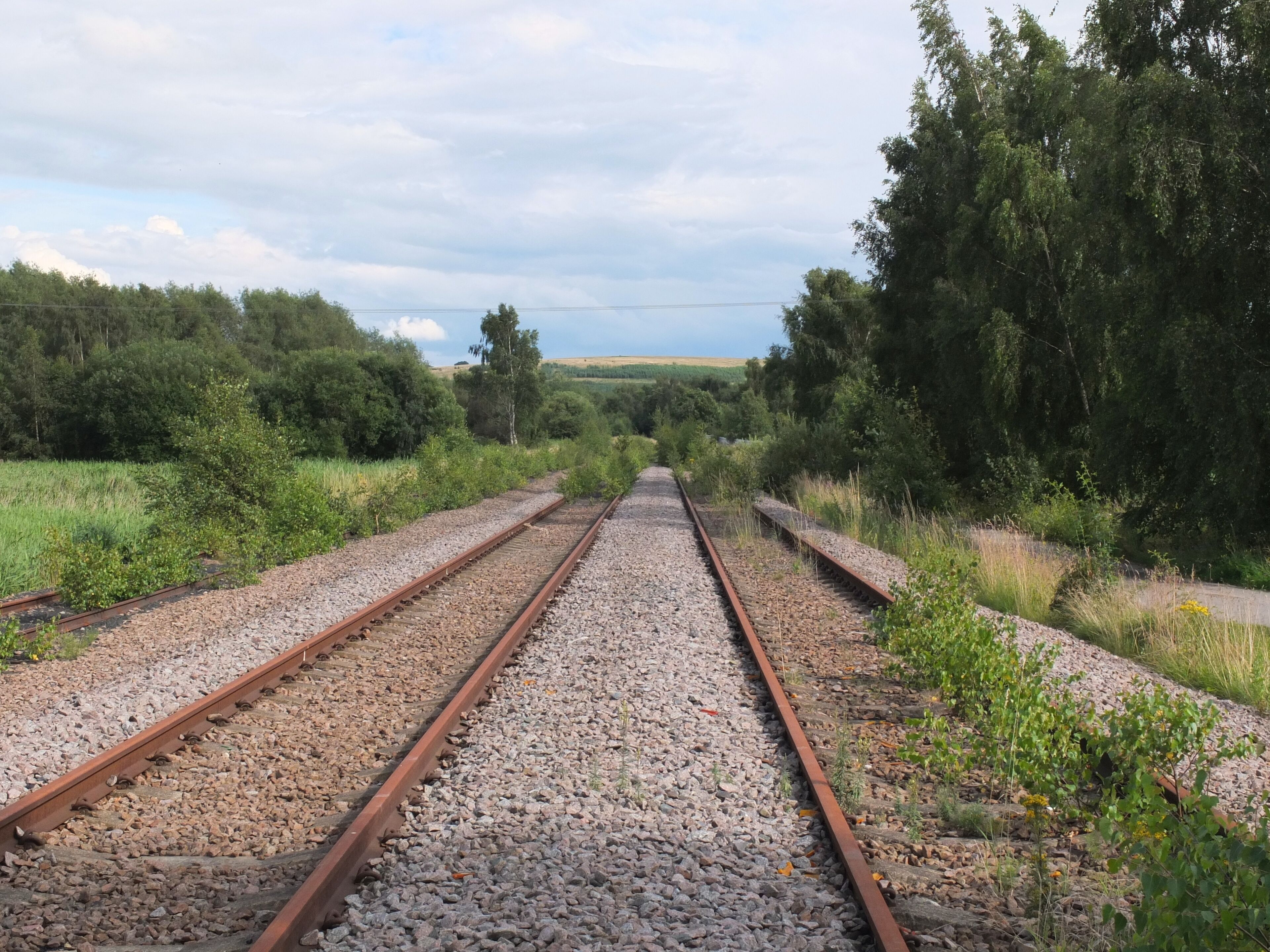 Railway tracks surrounded by greenery and trees.