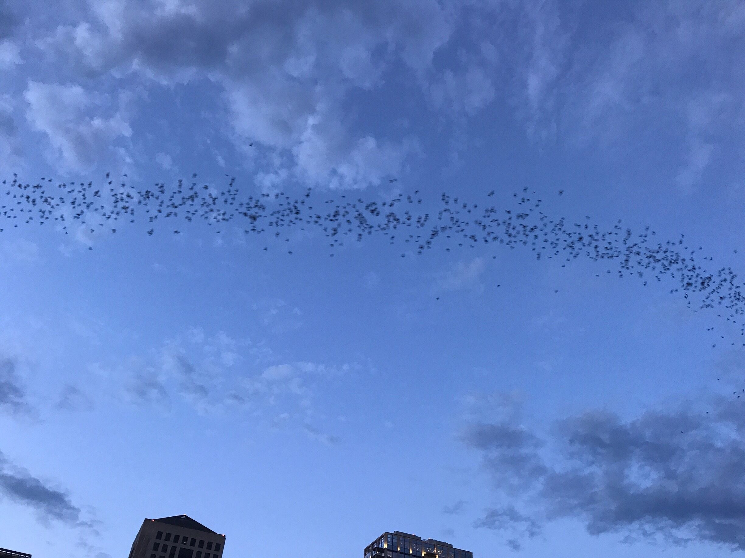 1.5 million bats take flight nights 