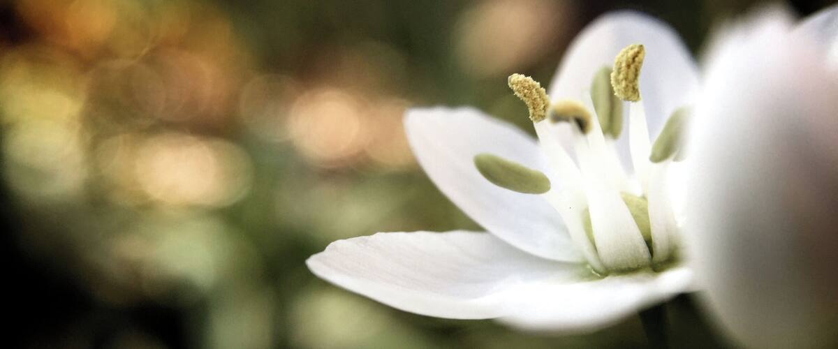 Like I said before, if you go to Mayfield once a month you will always get something different!  This past weekend ( actually Thursday before SXSW) I went out to Zilker Botanical Gardens and then stopped at Mayfield Park and Nature Preserve on my way home.  I was heavily using my Olloclip for my iPhone 6.  I played down on the ground and proper up my elbows to steady myself to get this.  I am totally happy with the results!  
Taken with iPhone 6 using Olloclip and edited with Aperture.