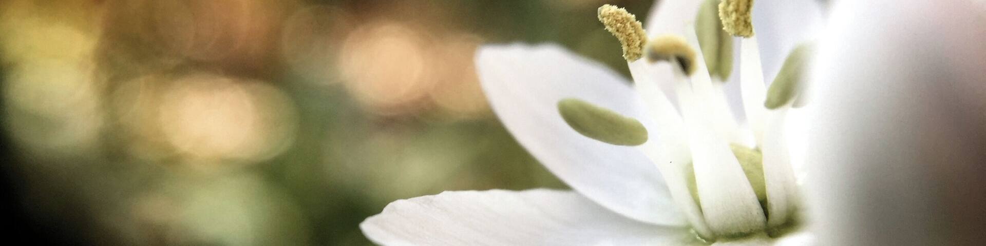 Primer plano de una flor blanca sobre un fondo desenfocado.