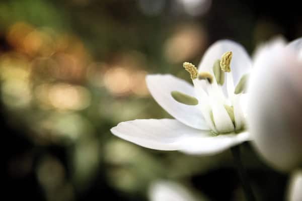 Un gros plan d’une fleur blanche sur un fond flou.