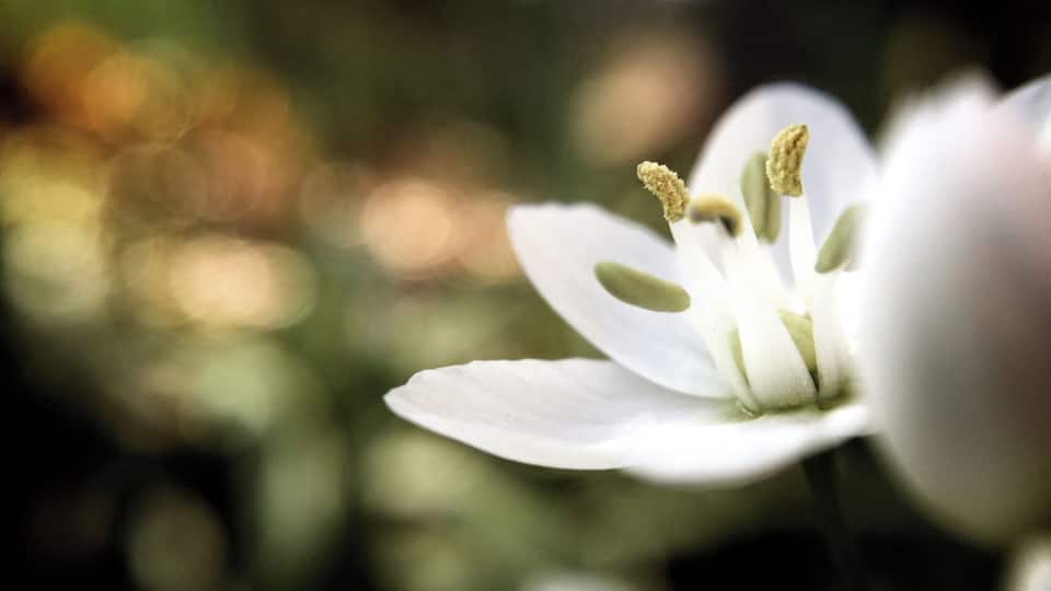 Like I said before, if you go to Mayfield once a month you will always get something different! This past weekend ( actually Thursday before SXSW) I went out to Zilker Botanical Gardens and then stopped at Mayfield Park and Nature Preserve on my way home. I was heavily using my Olloclip for my iPhone 6. I played down on the ground and proper up my elbows to steady myself to get this. I am totally happy with the results!
Taken with iPhone 6 using Olloclip and edited with Aperture.