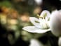 Een witte bloem in close-up, met een onscherpe achtergrond.