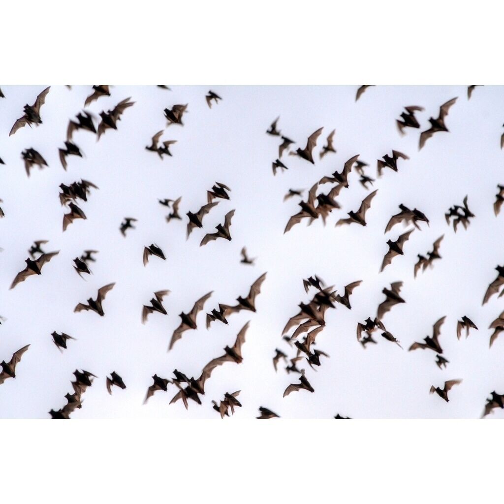 During the summer months in Austin, Texas, millions of Mexican Freetail bats nest underneath the Congress Street bridge downtown. Go there at sunset and you will be able to see them leave the bridge and head out for their nightly feed. Luckily, they just go for insects! Seeing them swarm into the dusk sky is quite a sight!

Here's a little secret! If you want more of a close-up view, there's another bat colony on the I-35 overpass at McNeil Road in North Austin. Be careful of traffic, but you can get some great views and photos (like this one) at this spot.