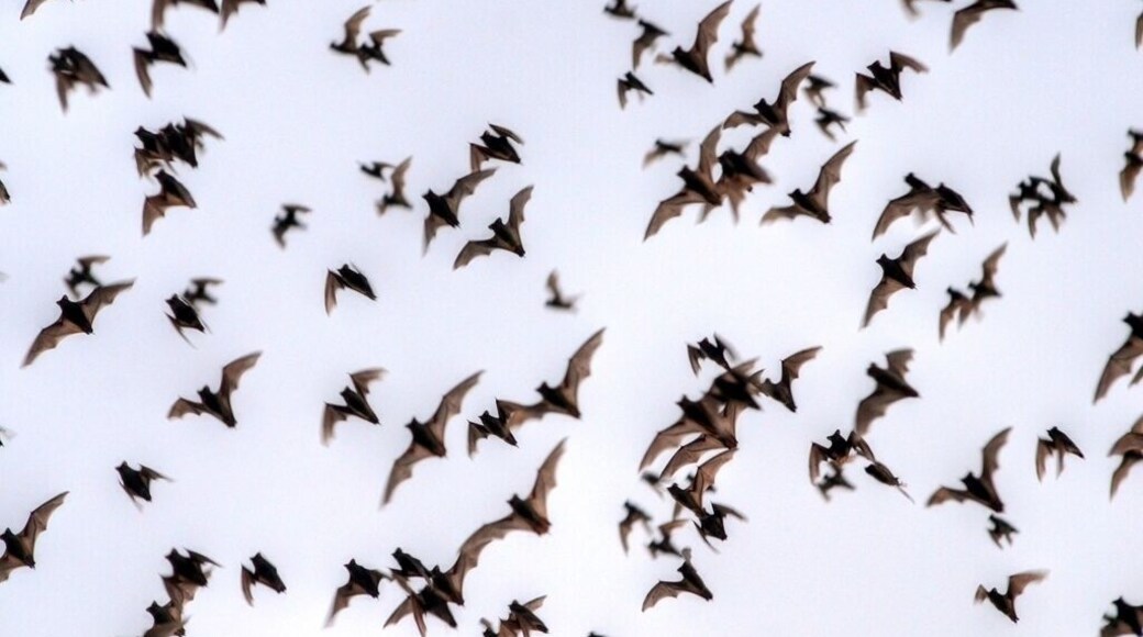 During the summer months in Austin, Texas, millions of Mexican Freetail bats nest underneath the Congress Street bridge downtown. Go there at sunset and you will be able to see them leave the bridge and head out for their nightly feed. Luckily, they just go for insects! Seeing them swarm into the dusk sky is quite a sight!
Here's a little secret! If you want more of a close-up view, there's another bat colony on the I-35 overpass at McNeil Road in North Austin. Be careful of traffic, but you can get some great views and photos (like this one) at this spot.