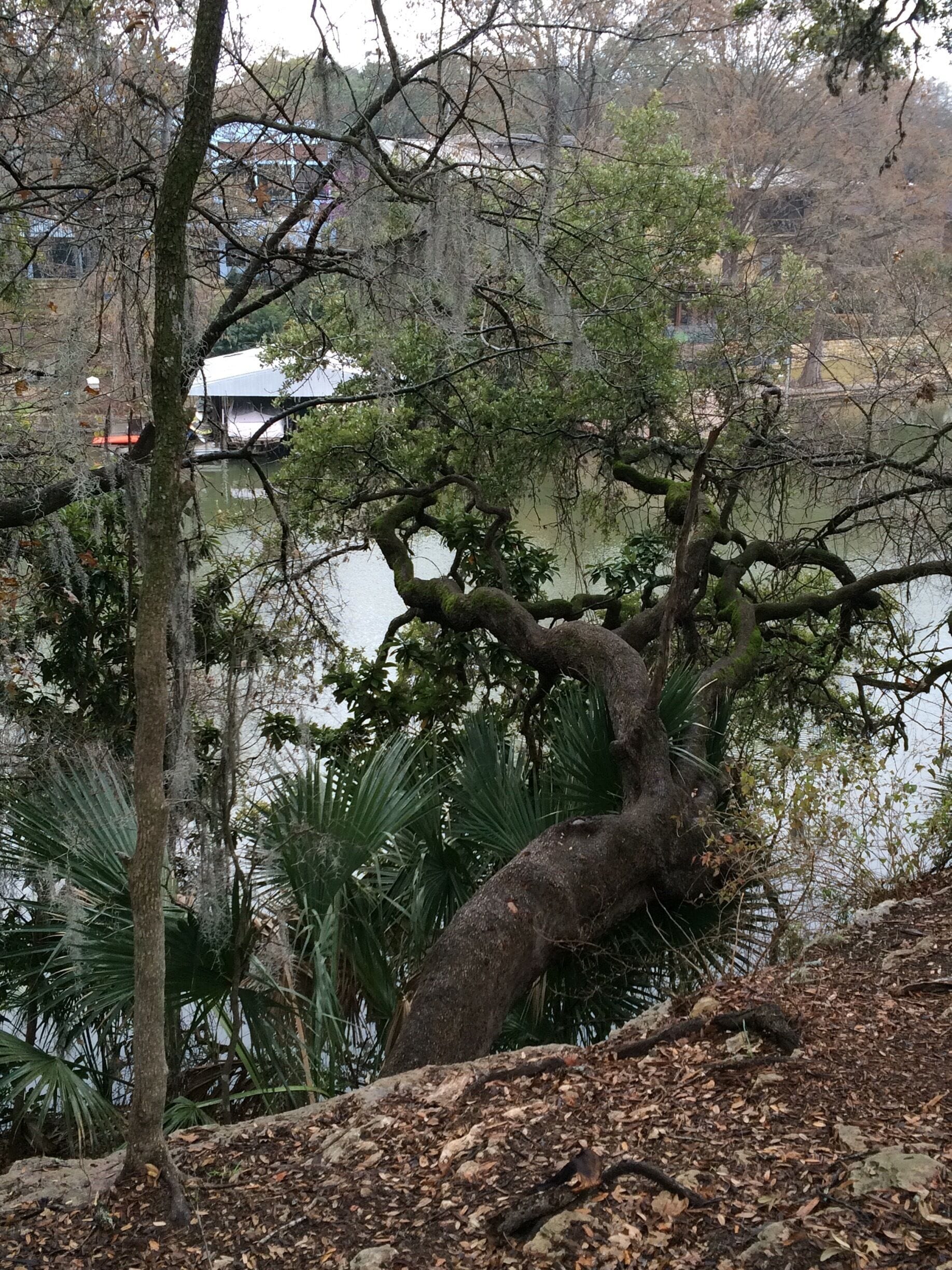 This oak tree grows sideways over the Colorado River in Austin. Diameter at base around three feet. 