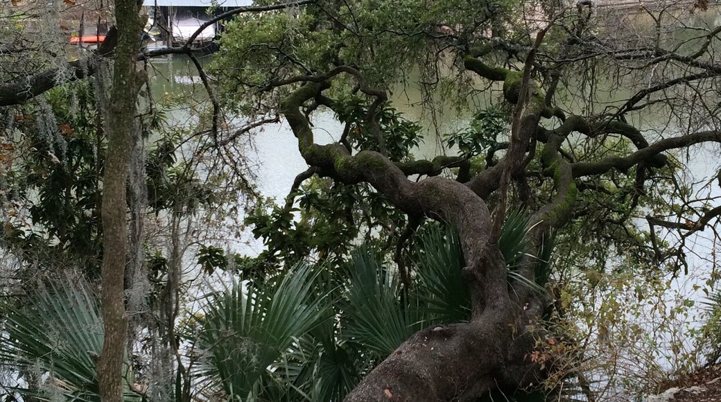 This oak tree grows sideways over the Colorado River in Austin. Diameter at base around three feet.