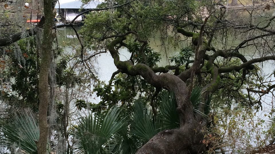 This oak tree grows sideways over the Colorado River in Austin. Diameter at base around three feet.