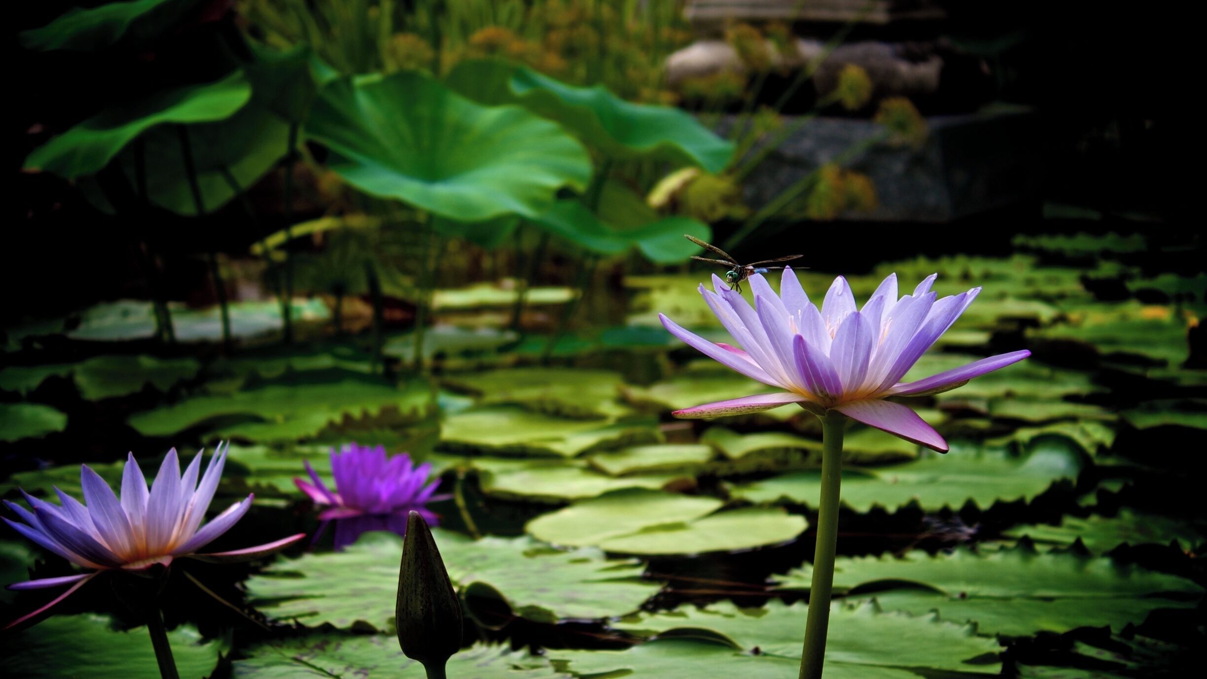 As always Zilker provides the best waterlilies!  Start going from April through August!  It is hot during the day, but so pretty!  Also if you go in the morning you can get some great shots and be done before it's too hot! 

Taken with Canon T3i and edited with Aperture.