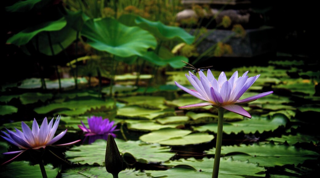 As always Zilker provides the best waterlilies! Start going from April through August! It is hot during the day, but so pretty! Also if you go in the morning you can get some great shots and be done before it's too hot!
Taken with Canon T3i and edited with Aperture.
