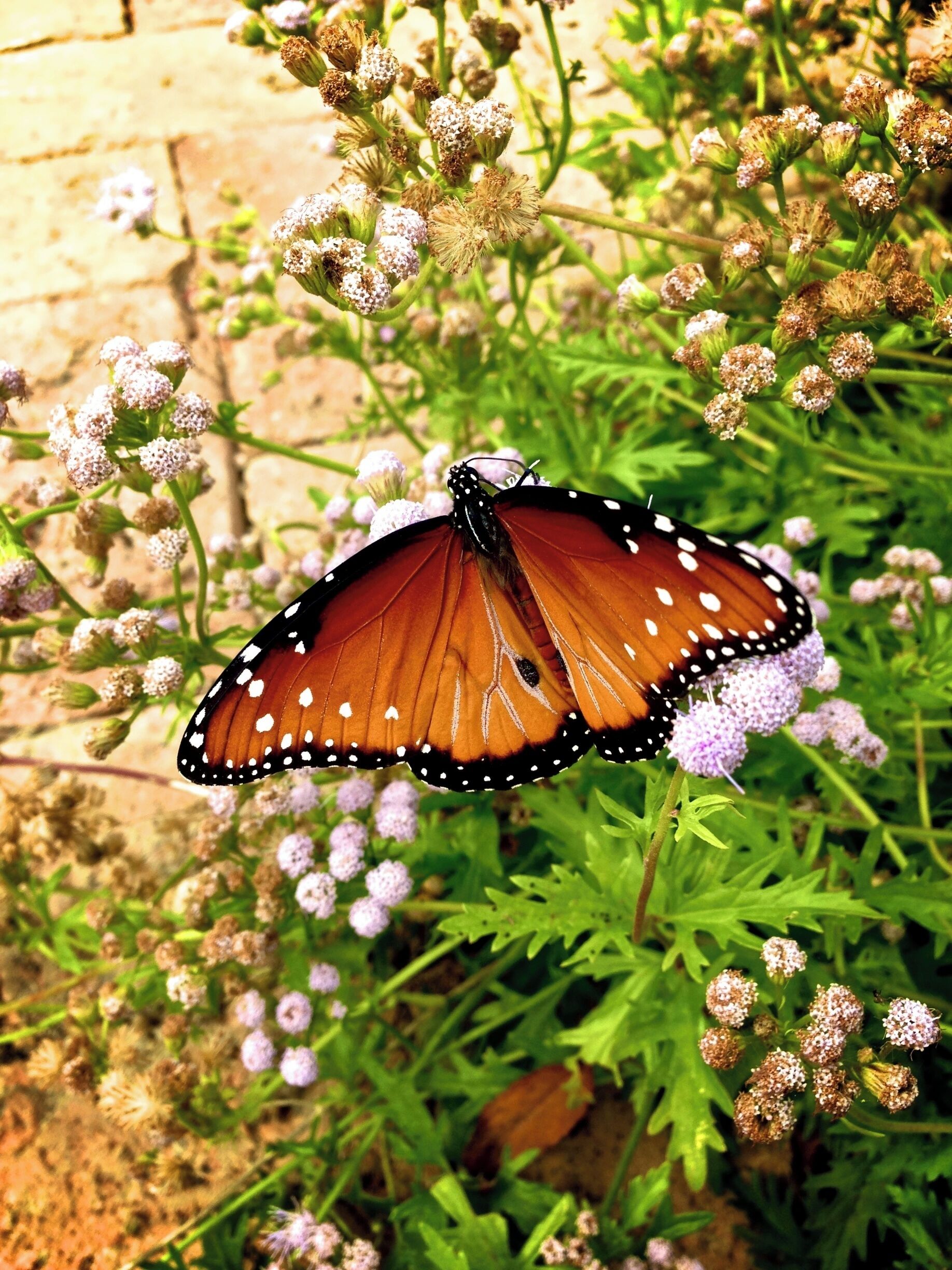 I took this last year at Lady Bird Johnson Wild Flower Center.  These things are so flighty (no pun intended).  They never stay in one place too long.  You can also get pics of lots of caterpillars!  They also have great cacti to take shots of.  The macro of those are amazing!  In January LBJ Wildflower Center is open for free on the weekends, normally there is a small fee to get in.  They have a gift shop, a cafe and events!  Always another great place to visit when in Austin!

Taken with iPhone 5 and edited with Aperture.